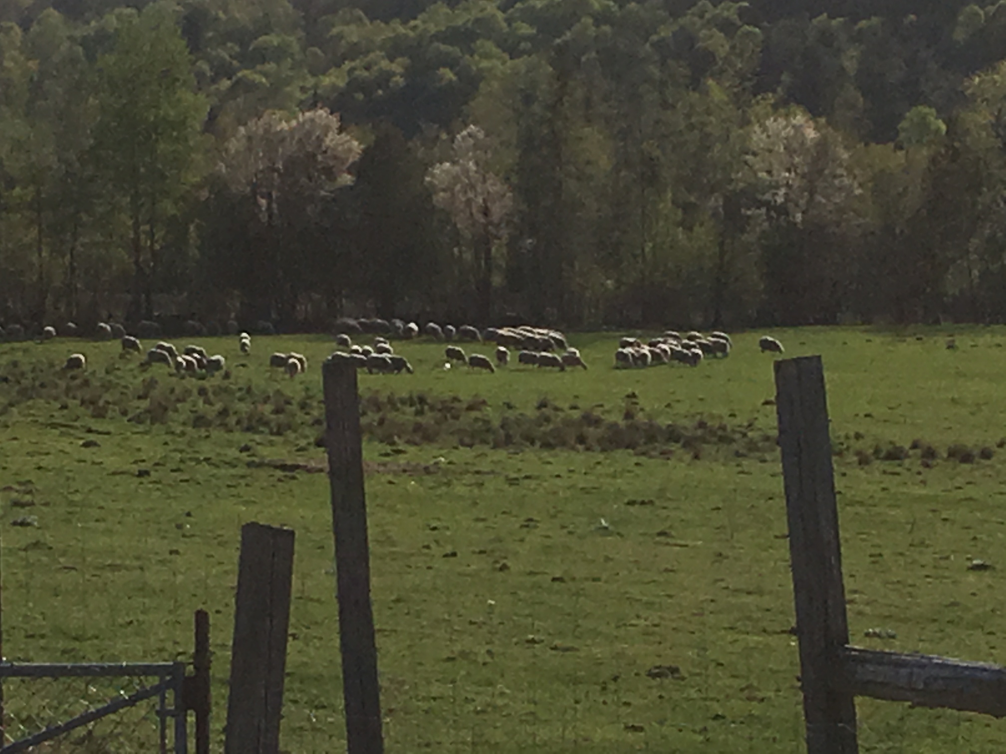 Pasture Raised Kosher Lamb Shoulder. Weight 2lb (1kg) approx.